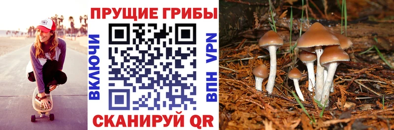 магазин продажи наркотиков  Гагарин  Галлюциногенные грибы Psilocybe 